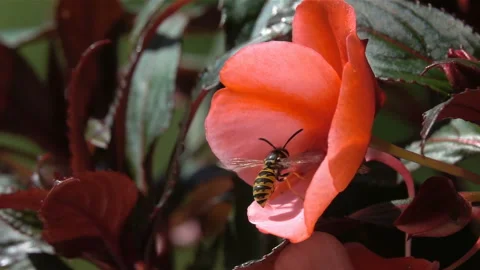 Bee funny wasp take-off Stock Footage 153235581