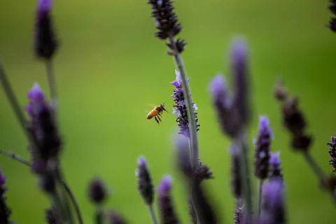 Bee Fyling to Lavender Flower Foto stock