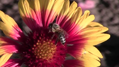 Bee on gaillardia flower 스톡 동영상 106266694
