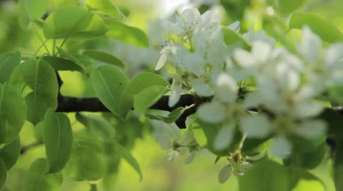 Bee in the garden Stock Footage 24739787