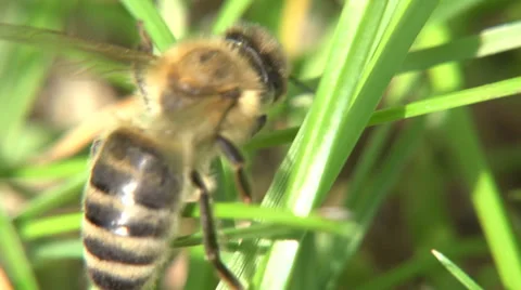 Bee in Garden Stock Footage 35628888