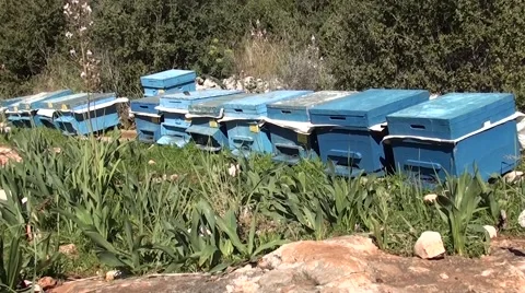 Bee garden in the openning 2 Stock Footage 47539293