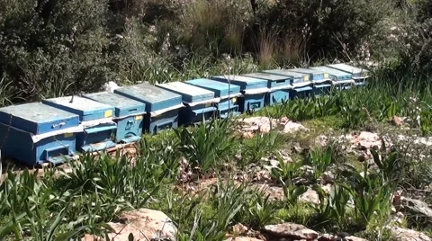 Bee garden in the openning 3 Stock Footage 47539830