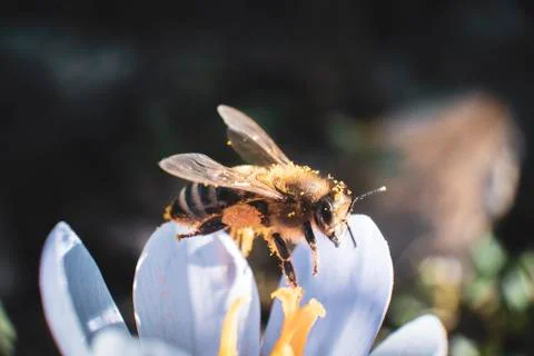 Bee garding time Stock Photos