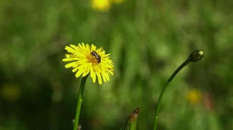 Bee gathering on dandelion flower Stock-Footage 51827822