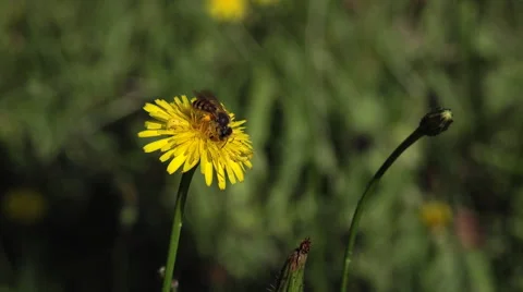 Bee gathering on dandelion flower Video stock 51828219