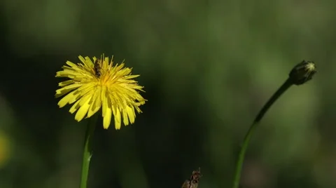 Bee gathering on dandelion flower Video stock 51828441