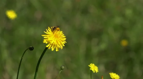 Bee gathering on dandelion flower Video stock 51828799