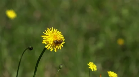 Bee gathering on dandelion flower Video stock 51829551