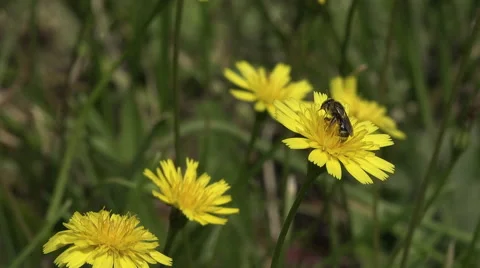 Bee gathering on dandelion flower Video stock 51830281
