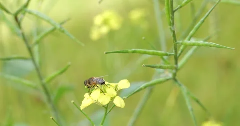 Bee gathering on a flower. bee on a yellow flower Stock Footage 337038887