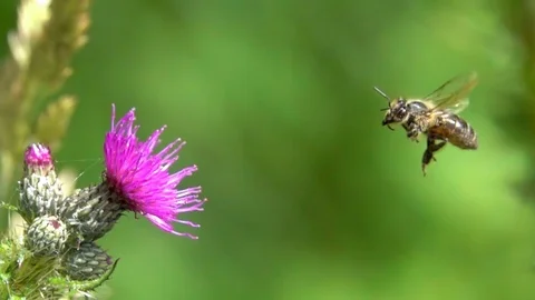 Bee Gathering Flower Pollen Flying Closeup In Slow Motion Stock Footage 90543741