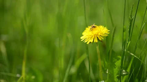 Bee Gathering Flower Pollen Flying. honey bee Stock Footage 264954599