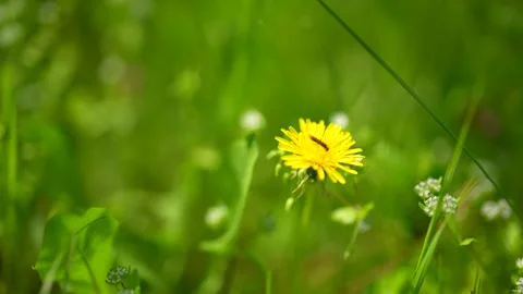 Bee Gathering Flower Pollen Flying Closeup at Slow Motion Stock Footage 270070898