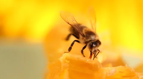 Bee gathering honey and nectar Stock Footage 40493142