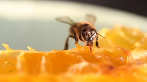 Bee gathering honey Stock Footage 40492829