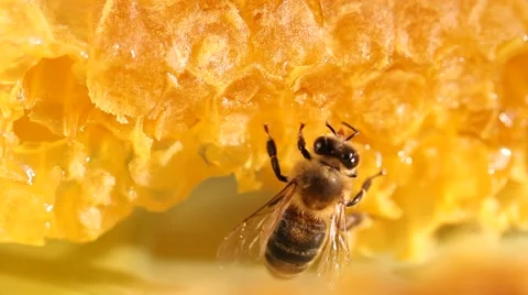 Bee gathering honey on honeycomb Stock Footage 40493544