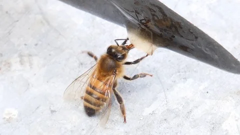 Bee gathering honey with proboscis Stock Footage 113742673