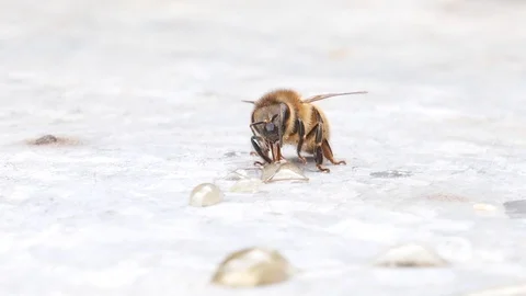 Bee gathering honey with proboscis Stock Footage 113742674