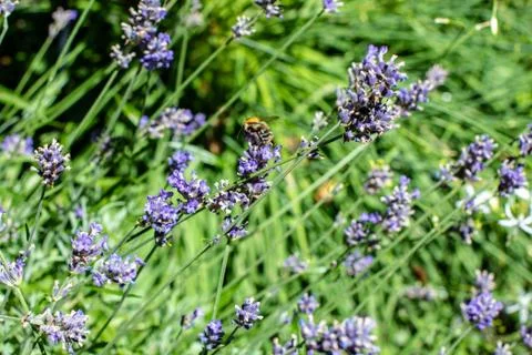 Bee gathering on lavender bloom Stock Photos