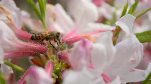 Bee Gathering Nectar and Pollen on Flower Closeup Stock Footage 58188642