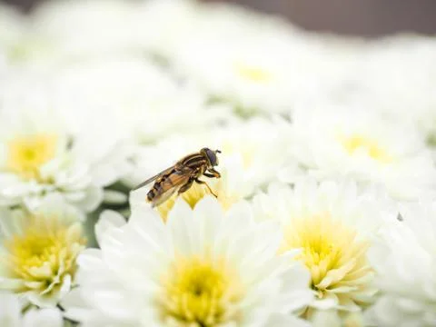 Bee gathering nectar and pollinating white flowers Stock Photos