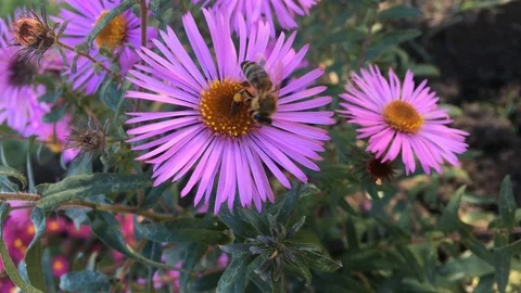 Bee gathering nectar from aster flower 스톡 동영상 126627114