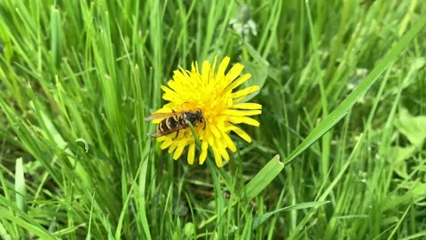 A bee gathering nectar on blooming dandelion on sunny day Stock Footage 131164243