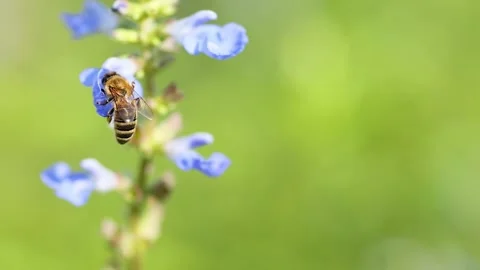 Bee Gathering Nectar from Blue Blossoms 스톡 동영상 307467358
