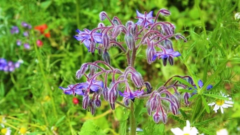Bee Gathering Nectar From Borage Flowers In The Summer Breeze Stock Footage 312384591