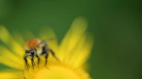 Bee gathering nectar from a bright yellow flower in a spring forest illuminated Stock Footage 294687836