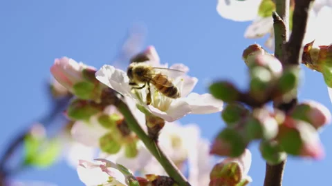 Bee gathering nectar from a flower Stock Footage 274667295