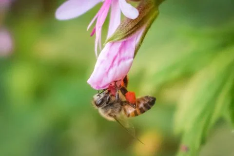 Bee gathering nectar from flower Stock Photos