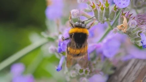 Bee Gathering Nectar From Flowers. Slow Motion 動画素材 77128063