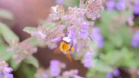 Bee Gathering Nectar From Flowers. Slow Motion Stock Footage 77128732