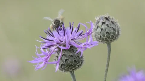 Bee gathering nectar Stock Footage 99869620
