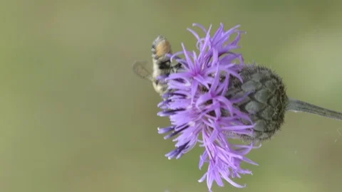 Bee gathering nectar Stock Footage 99869634