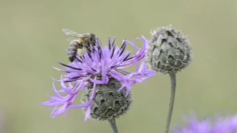 Bee gathering nectar Stock Footage 99869645