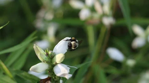 Bee Gathering Nectar HD Video stock 841249