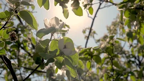 A bee gathering nectar from inside a pear flower Video stock 131598407