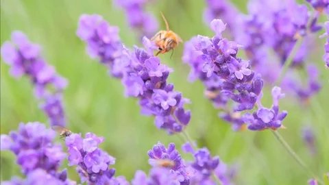 Bee Gathering Nectar From lavender flowers, slow motion Stock Footage 77705219