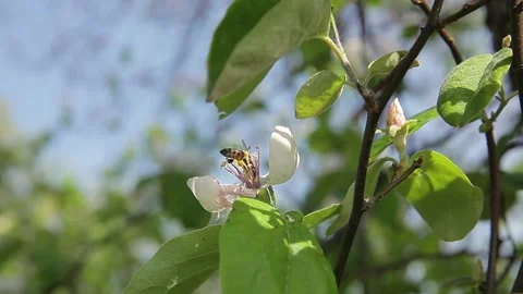 A bee gathering nectar from a pear flower Video stock 131595478
