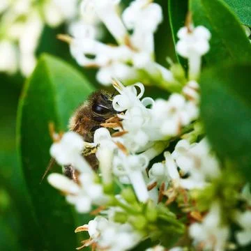 Bee gathering Nectar Stock-Fotos