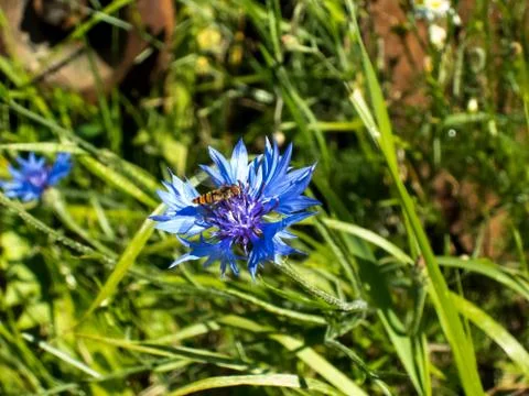 Bee gathering nectar from a pretty flower. Stock Photos