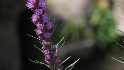 Bee gathering nectar from purple flower stem outdoors Stock Footage 344544970