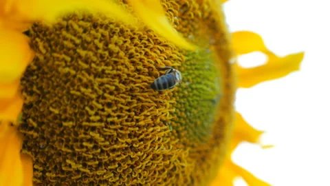 Bee gathering nectar from ripened sunflower in field. Bumble Vídeos de archivo 123210267