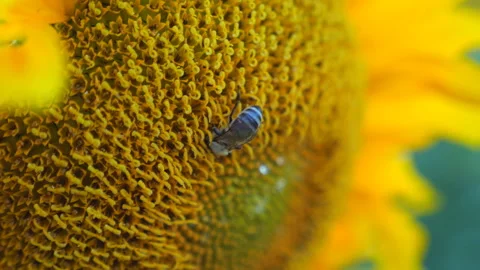 Bee gathering nectar from ripened sunflower in field. Bumble gathering pollen on Vidéo 333686531