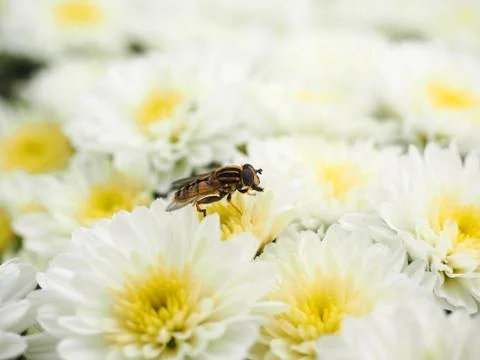 Bee gathering nectar while pollinating white flowers Stock Photos