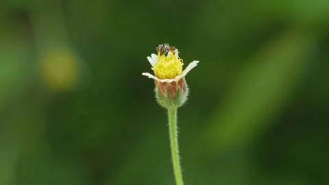Bee Gathering Nectar on Wild Bloom in Natural Habitat Видео 334641977