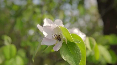 A bee gathering nectar from a wild pear flower Video stock 131595042